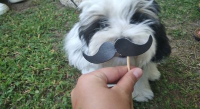 Hotel Pet Friendly Krystal Mypethotel