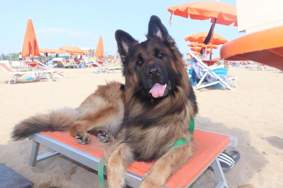 La spiaggia di Pluto Bibione Mypethotel