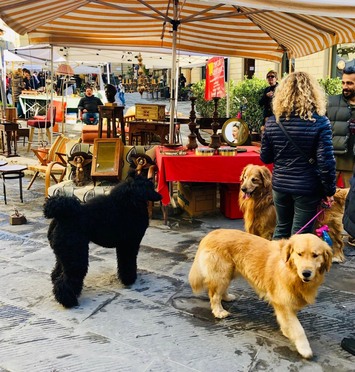 Arezzo con il cane Mypethotel.it