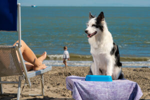 offerta vacanze pet friendly hotel capo nord albarella