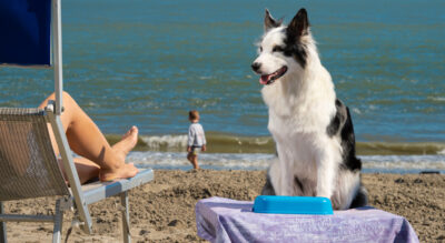 offerta vacanze pet friendly hotel capo nord albarella
