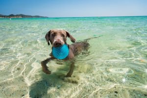 Spiaggia Pet Friendly Sardegna