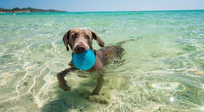 Spiaggia Pet Friendly Sardegna