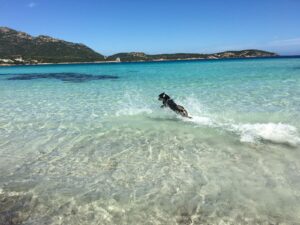 casa vacanze marina sardegna vacanze con il cane mypethotel