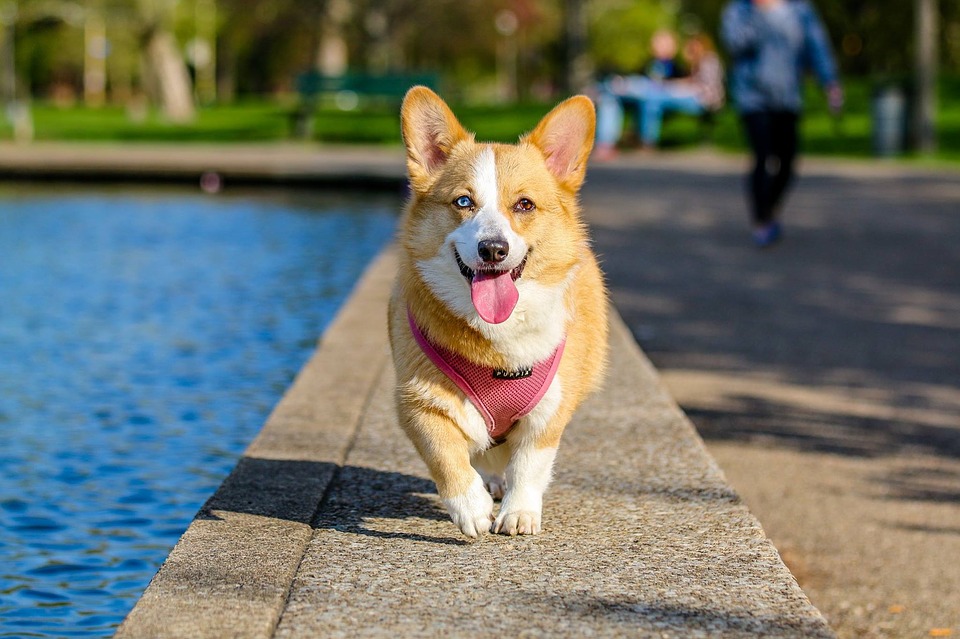 Trieste con il cane mypethotel