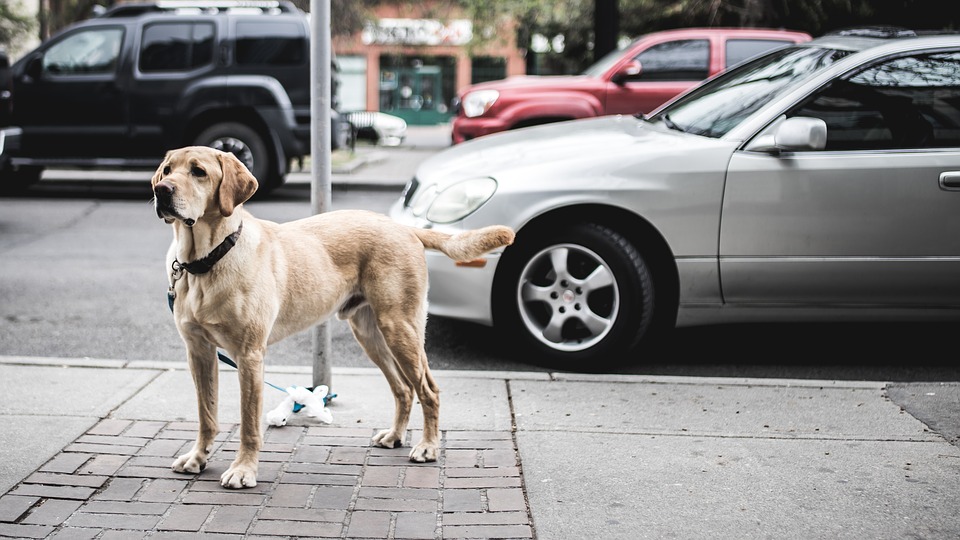 Firenze con il cane Mypethotel.it