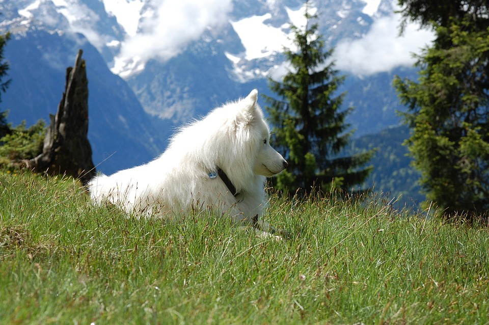 Vacanze animali in Alto Adige Mypethotel.it