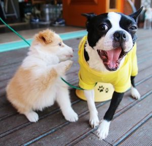 green village resort Hotel Pet friendly