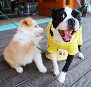 green village resort Hotel Pet friendly