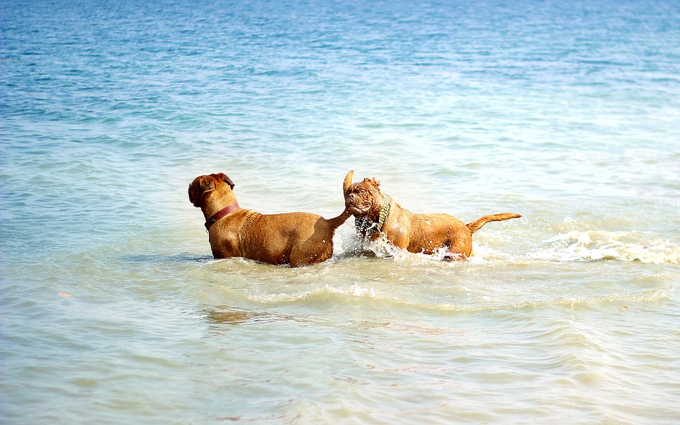 Vacanze A 4 Zampe A Jesolo Con Il Cane E Il Gatto Hotel