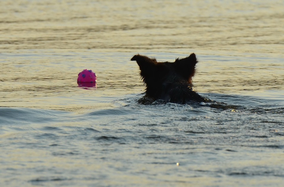 Bibione vacanza a quattro zampe Mypethotel.it