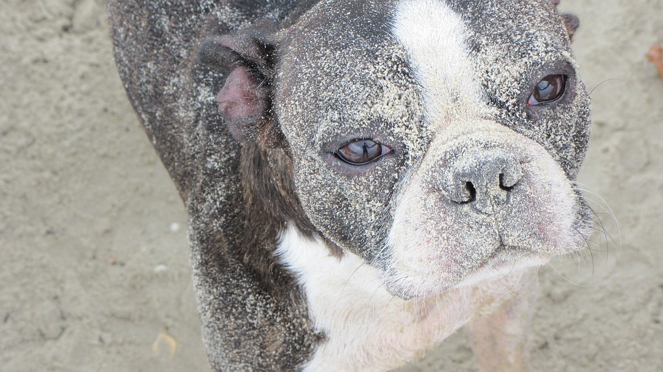 Bau vacanze a Cattolica con il cane Mypethotel.it