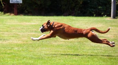 Pet Hotel Friuli sul mare