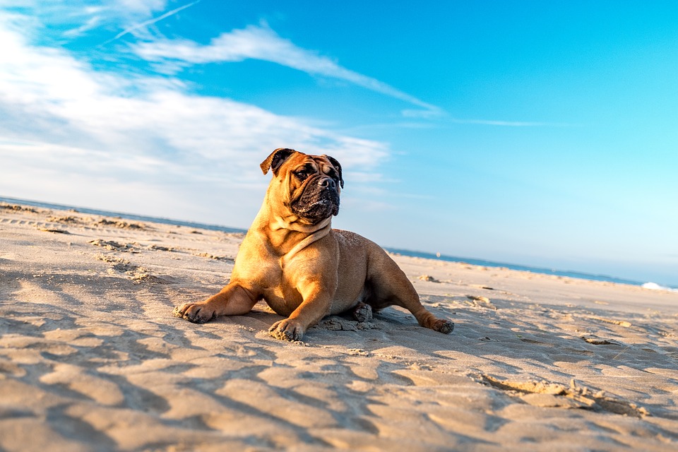 hotel pet friendly rimini Mypethotel.it