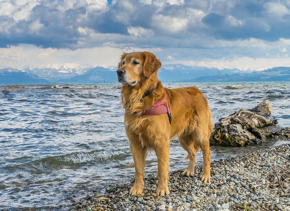 vacanze a quattro zampe lago di garda Mypethotel.it