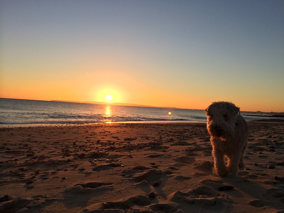 Vacanze con il cane in hotel in sicilia Mypethotel.it