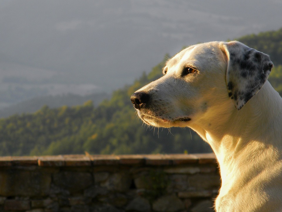 A Livigno con il cane Mypethotel.it