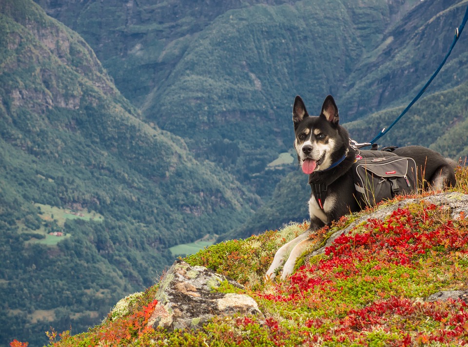 Dolomiti trentino alto adige con il cane Mypethotel.it