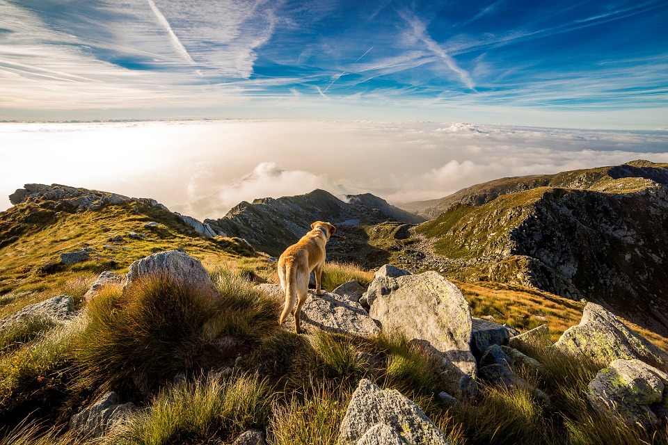 Vacanze con il cane in Valle D'Aosta Mypethotel.it