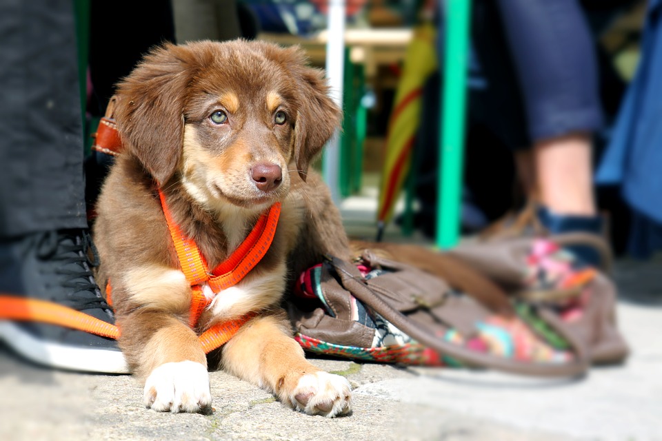 Verona con il cane