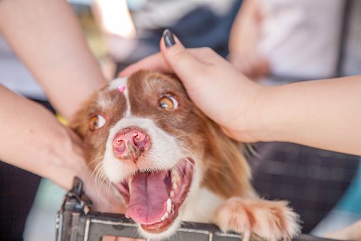 Vacanze al mare con il cane