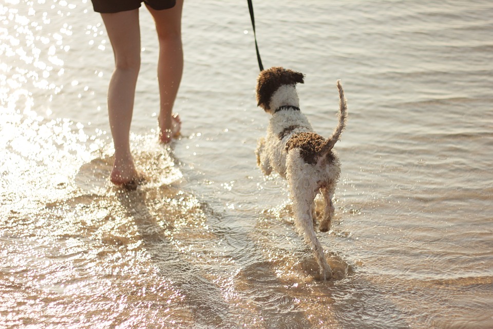 Riccione Pet Friendly vacanza a quattro zampe Mypethotel.it