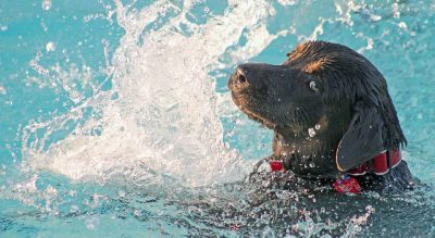 Hotel Kristalex Cesenatico piscina per cani