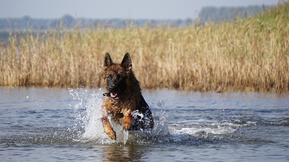 Caorle con il cane Mypethotel.it