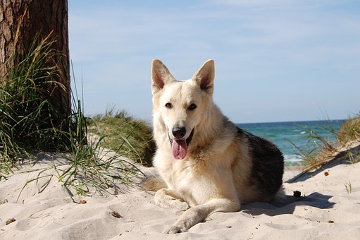 Vacanze con il cane in spiaggia a Tropea