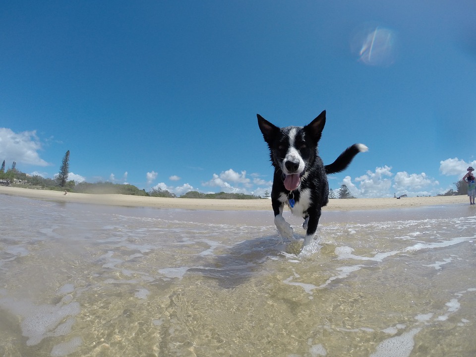 In Sardegna con il cane Mypethotel.it