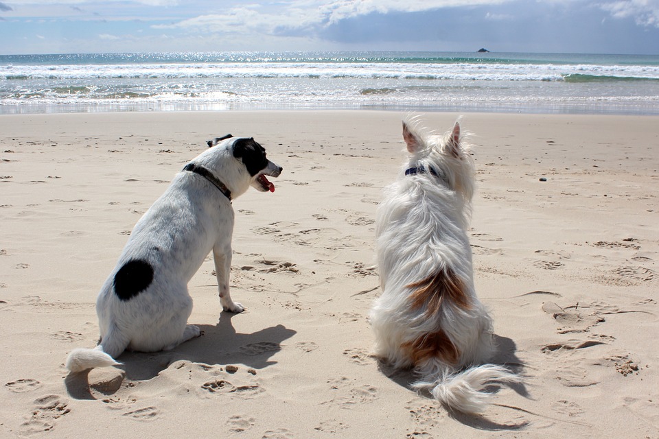 Gargano e Puglia in vacanza con il cane Mypethotel.it