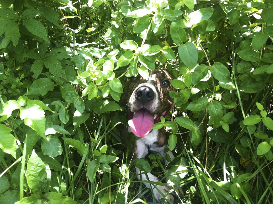 vacanza a bibione con il cane Lino delle fate