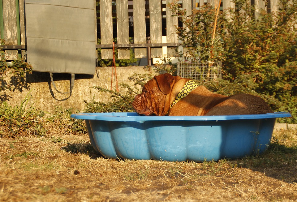 Vacanza con il cane in Toscana Mypethotel.it