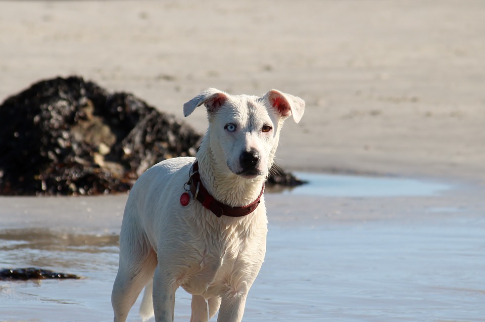 Vacanze a Ischia con il cane Mypethotel.it