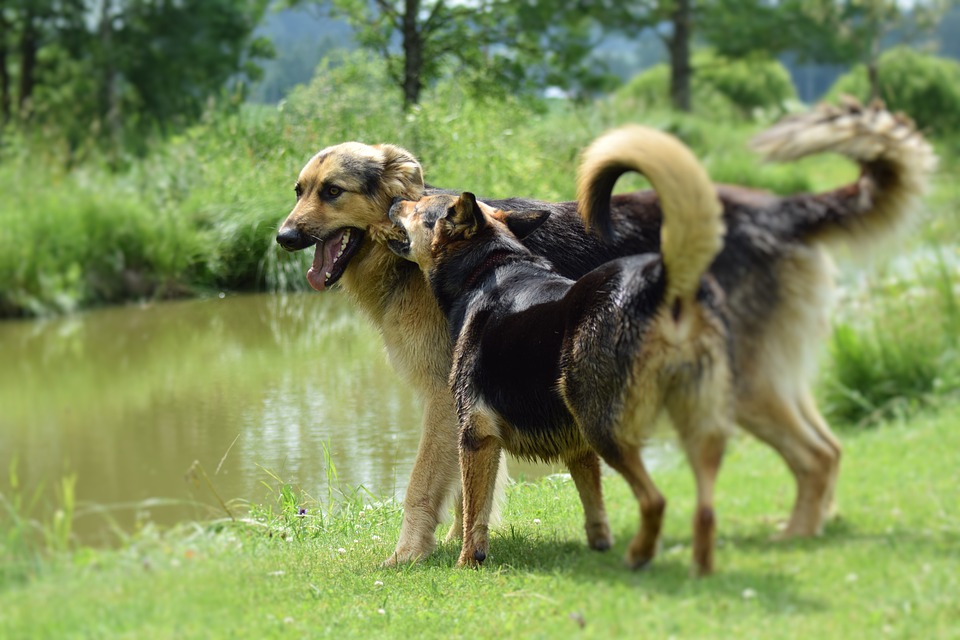 Vacanza con il cane Lago Trasimeno