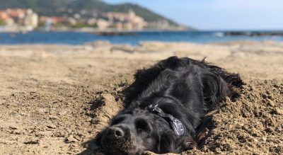 vacanze con il cane diano marina