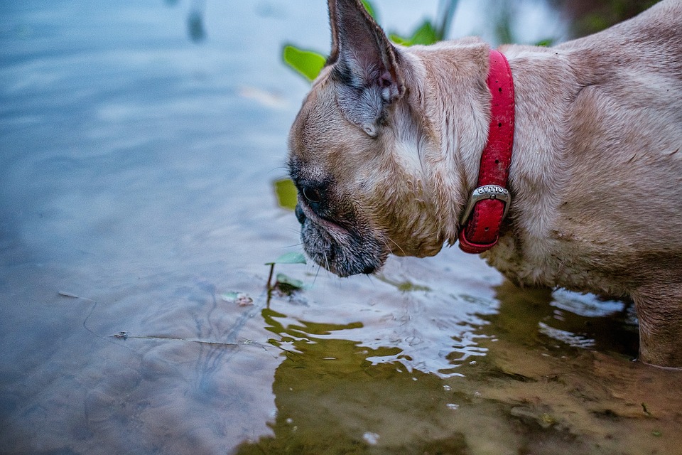 al lago con il cane Mypethotel.it