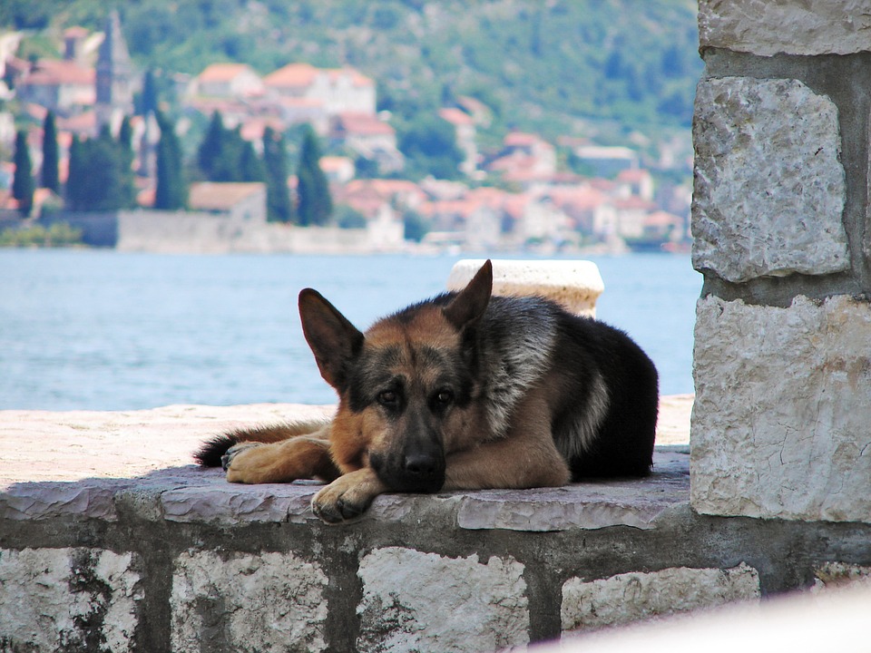 Vacanza con il cane Lago di Como Mypethotel.it