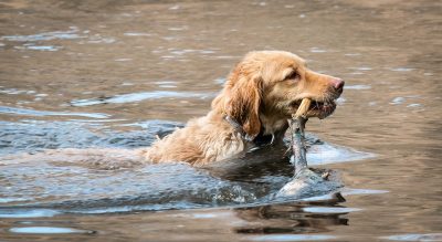 Bau vacanze al lago in montagna con il cane Mypethotel.it