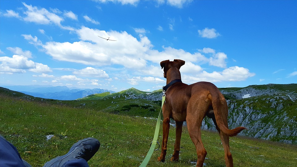 Vacanza con il cane a Trento Mypethotel.it