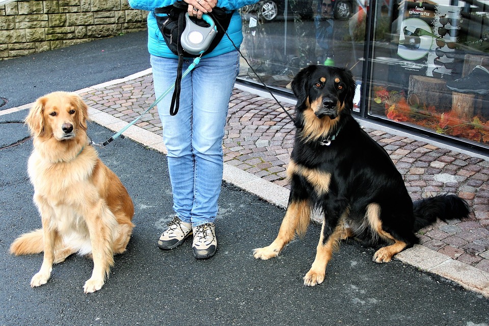 A Siena con il cane Mypethotel