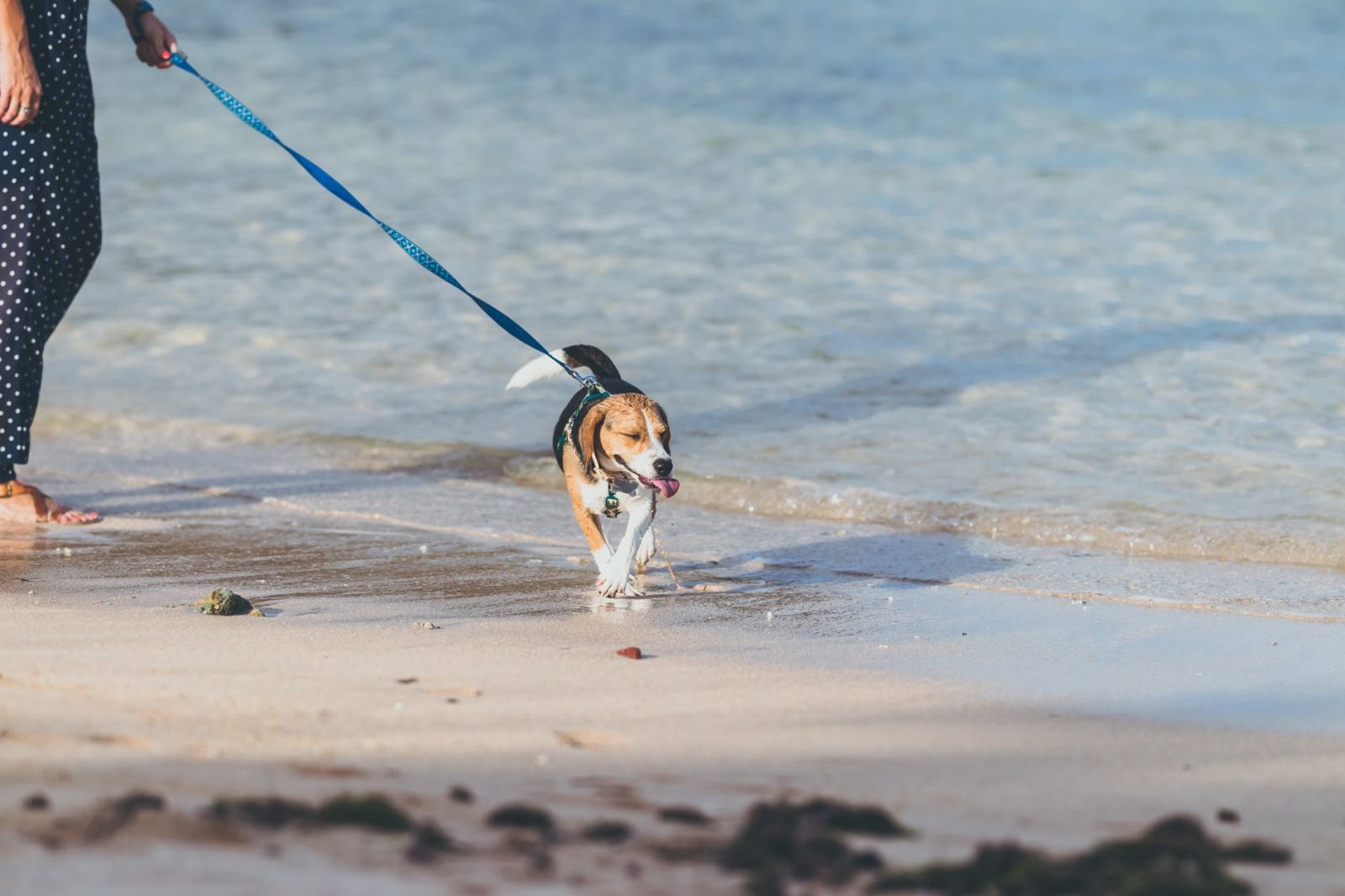 Vacanza al mare con il cane