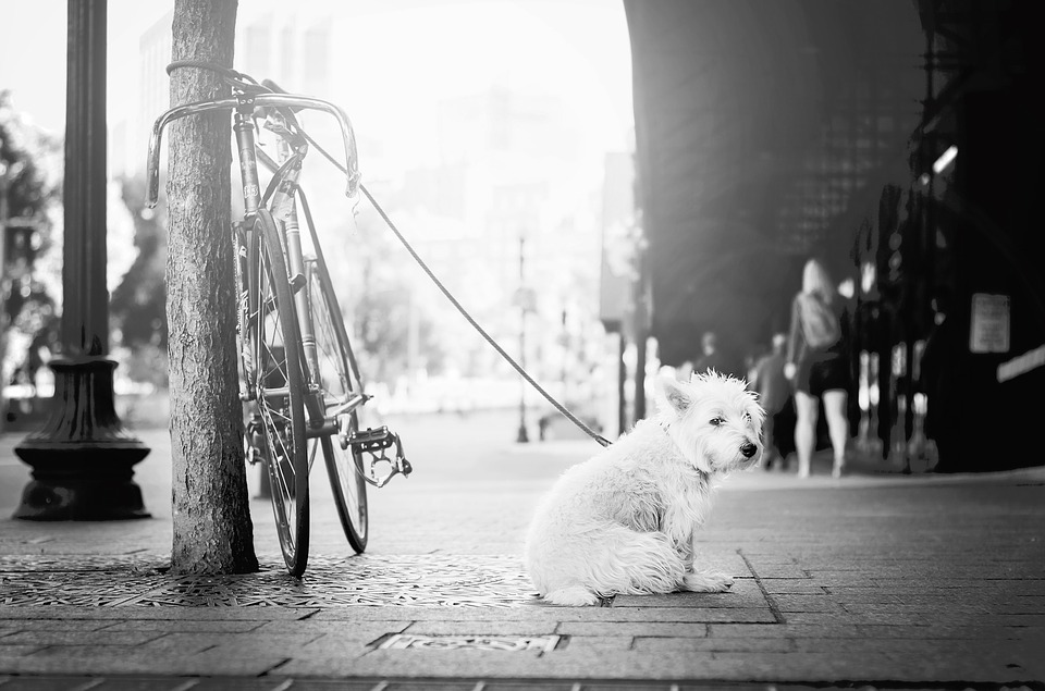 Torino in vacanza con il cane Mypethotel.it